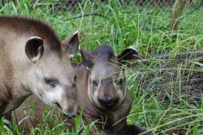 Vuelven los tapires a Tucumán
