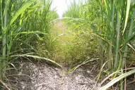 El extracto del RAC afecta el crecimiento de las semillas de malezas de la caña