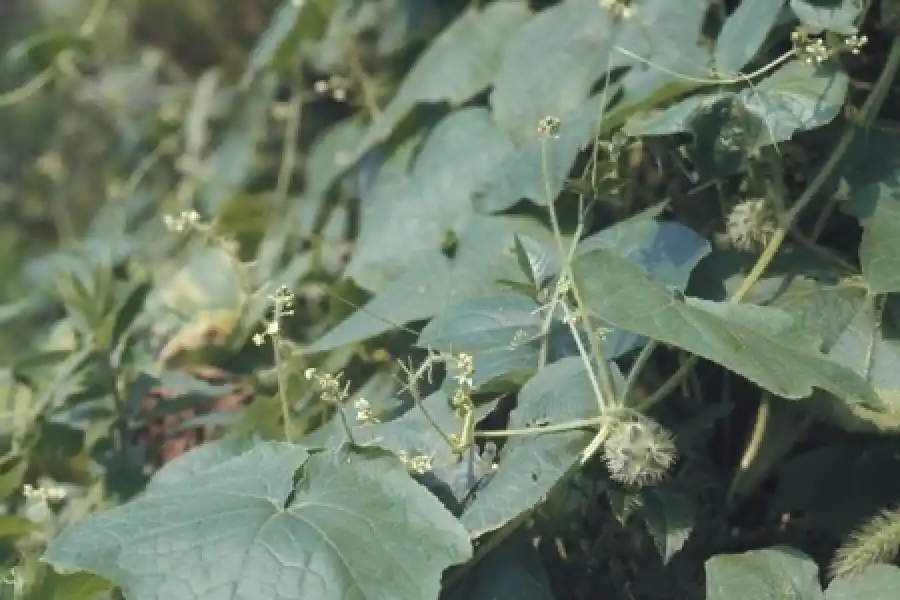 BRAVA. Cuando son aplicados sobre el RAC, algunos herbicidas residuales ofrecen muy buen control del “tupulo”.  