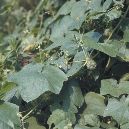 BRAVA. Cuando son aplicados sobre el RAC, algunos herbicidas residuales ofrecen muy buen control del “tupulo”.  