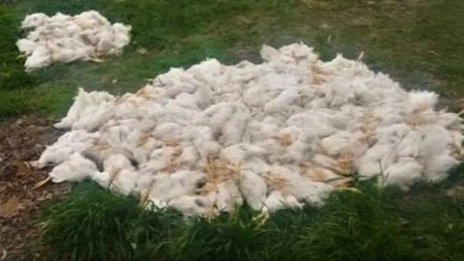 Acusan a dos niños de haber matado a palazos 700 gallinas