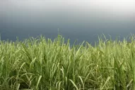 La importancia de las lluvias y de un suelo que retenga el agua