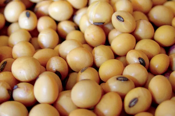 Granos Bolsa De Chicago Trigo Chicago: Cayó El Preció De La Soja