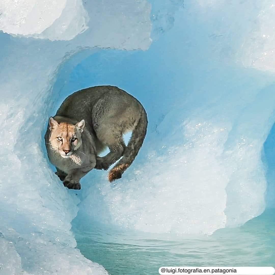 Turistas avistaron un puma sobre un iceberg cerca de El Calafate