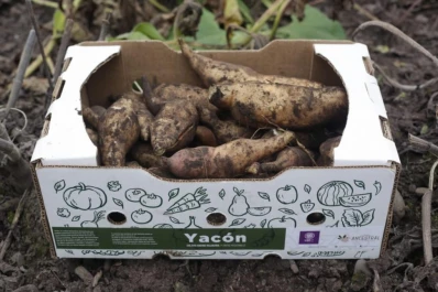 Una raíz ancestral y milenaria llega a Tucumán