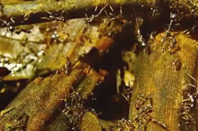La mayor colonia de hormigas del mundo se encuentra en la Argentina