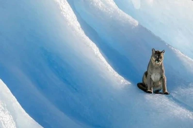 Qué pasó con el puma encontrado en un iceberg en el Lago Argentino