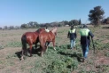 Rescataron a 24 caballos que fueron robados y estaban sueltos en las rutas