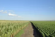 Los estudios del citrus permitieron que se abran nuevos mercados