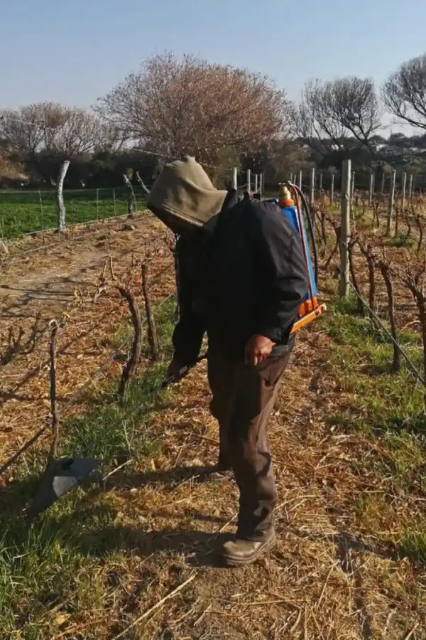 LA CONJUNCIÓN VITAL. El sol (Tata Inti) y la tierra (Pachamama) se unen en Amaicha para que crezcan viñedos fuertes alimentados por el agua de la altura y por el cuidado de la gente.  