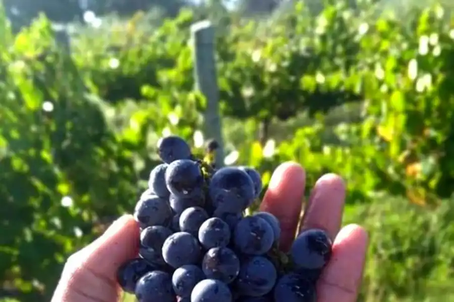 POR UNA NUEVA PRODUCCIÓN. El ciclo del nacimiento y maduración de la uva integra la magia de la naturaleza. 