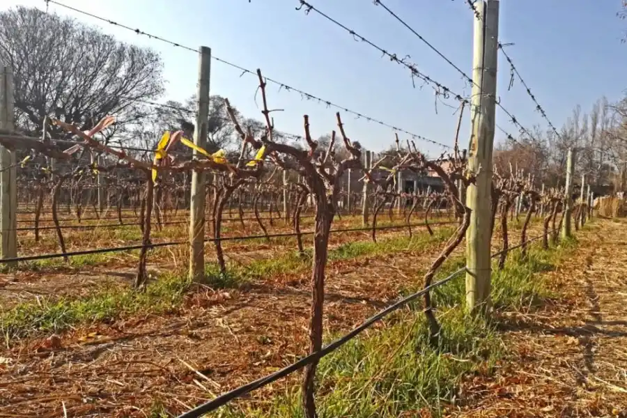 DIÁFANO. El cielo de esta zona de los Valles Calchaquíes aporta una gran cantidad de días despejados en el año, ideales para el cultivo de la vid.