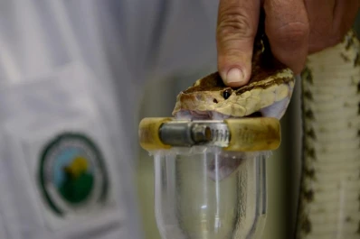 Víboras: en busca de antídotos más eficientes