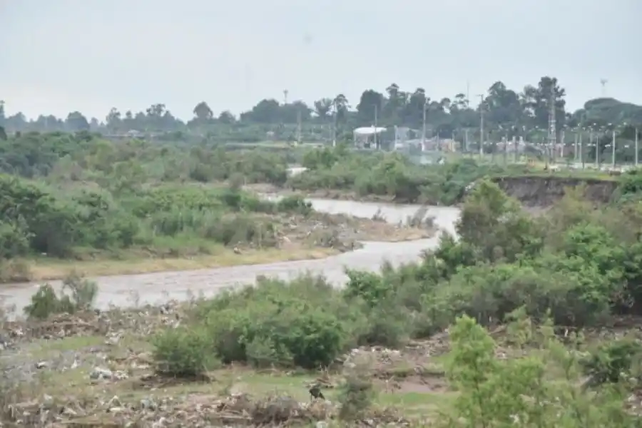 “Hay desinterés por el ambiente, al árbol se lo ve como algo que molesta y ensucia la vereda”