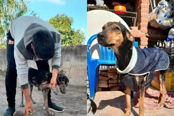 En su día internacional, cada vez son más los perros callejeros que necesitan ayuda