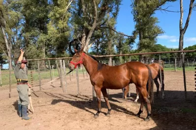 Subastan ejemplares cuartos de milla en el Hipódromo