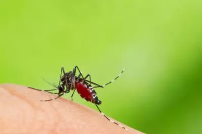 Estudian el avance del Aedes aegypti en la región