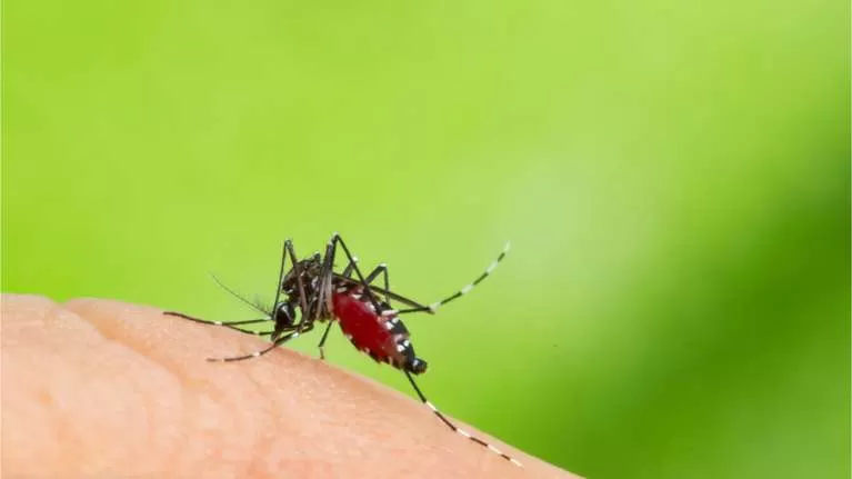 VECTOR DE CONTAGIOS. El mosquito Aedes aegypti transmite el dengue.  