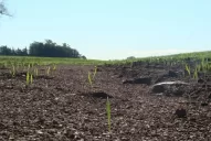 Fertilización, para contrarrestar la degradación de los suelos