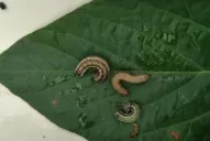 Picudo negro y chinches, muy presentes en la soja