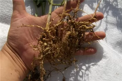 Los Nematodos pueden causar pérdidas de hasta 500 kg/ha