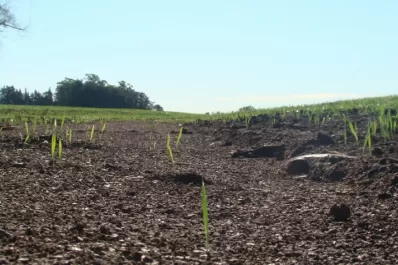 Fertilización, para contrarrestar la degradación de los suelos