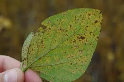 En el panorama sanitario de la soja se destacó la muerte súbita