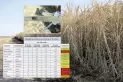 Las heladas que ocurrieron en el último mes y medio afectaron parte de los cañaverales tucumanos