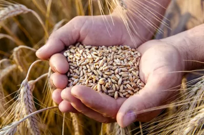 Mercado local: alzas en los precios del trigo, y sin cambios en el maíz y en la soja