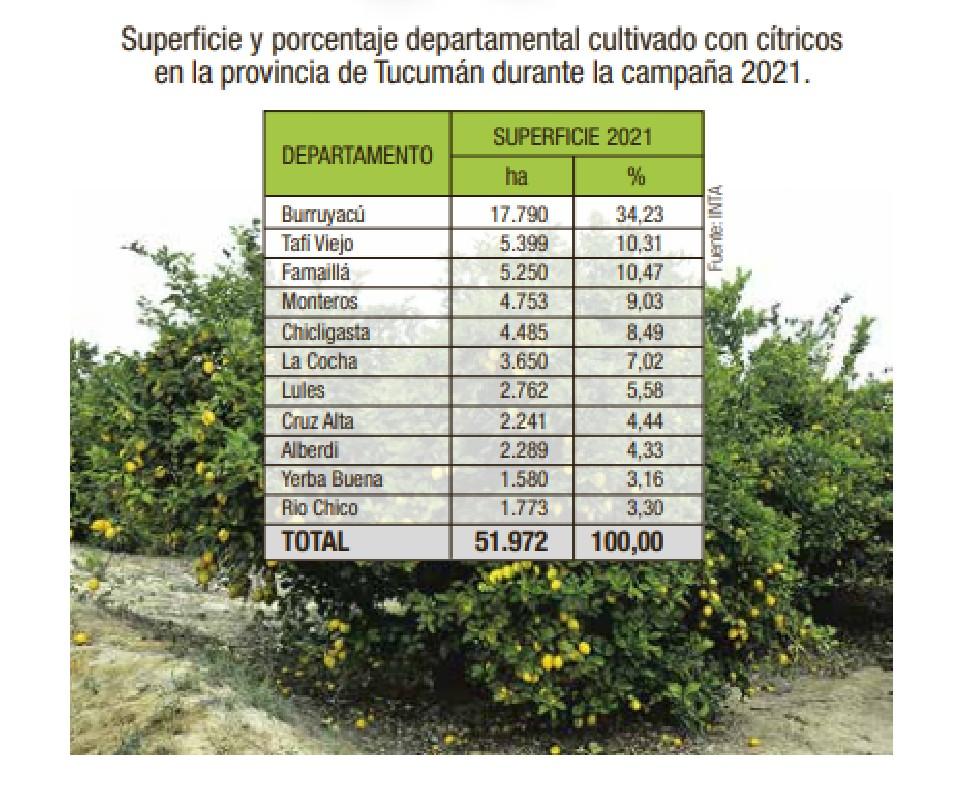 Este año se implantaron con cítricos casi 52.000 hectáreas en Tucumán