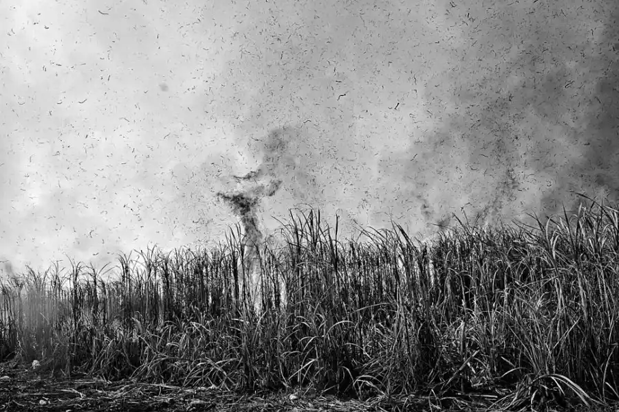 CAÑAVERALES.Una imagen común, el cielo impregnado de puntos negros. Las quejas no han impedido que la práctica cese.   