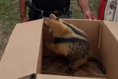 Tucumán: recuperan un oso melero que era ofrecido a través de Facebook