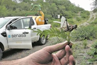 No se detectaron mangas de langostas en los monitoreos del Senasa