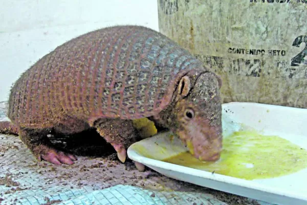 Cuidemos al armadillo como un amigo