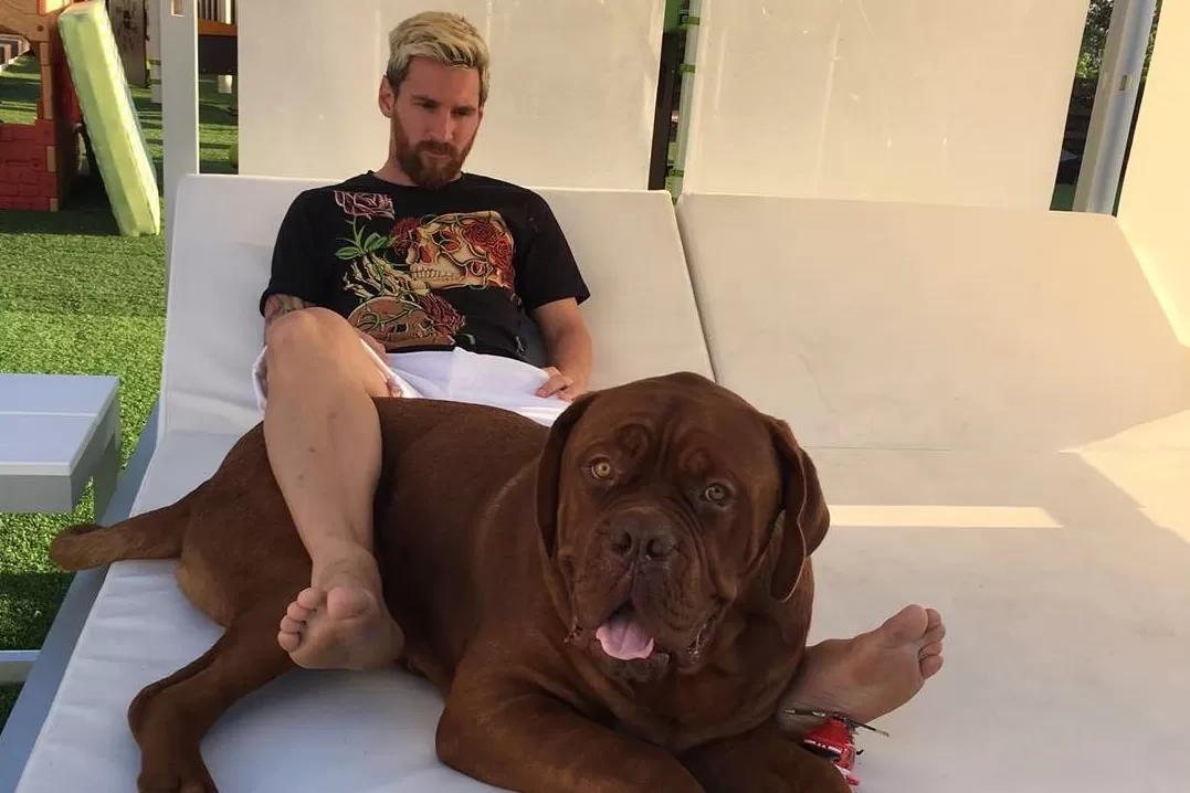 MEJOR AMIGO. El jugador y su robusta mascota. FOTO TOMADA DEL PERFIL EN INSTAGRAM DE MESSI
