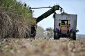 Por las heladas, se dejarán de fabricar 150.000 t de azúcar