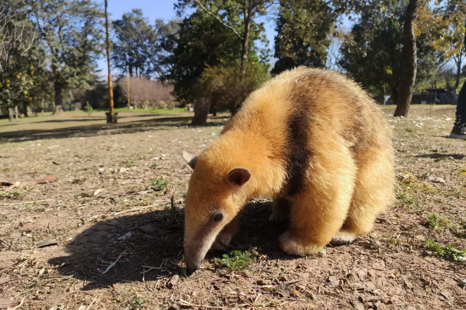 Animales silvestres: cada vez más familias los eligen para domesticarlos: estos son los peligros