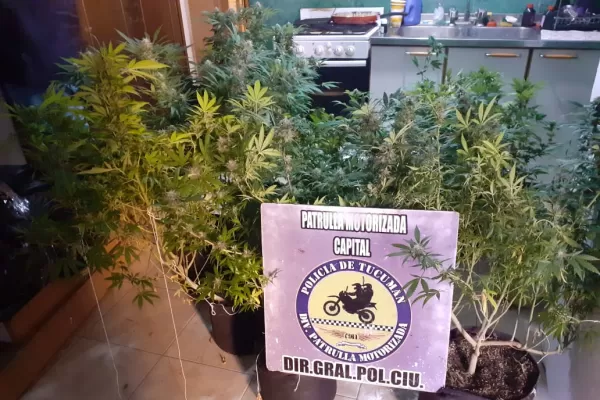 Tras un incidente, recorrieron un edificio y hallaron plantas de marihuana en un departamento