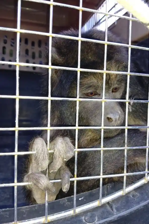 Animales silvestres: cada vez más familias los eligen para domesticarlos: estos son los peligros