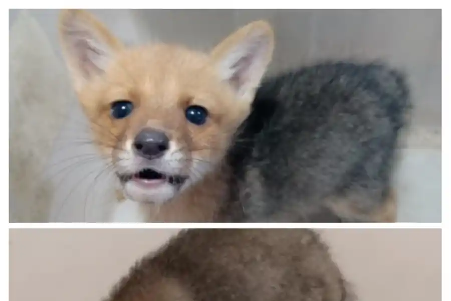 Animales silvestres: cada vez más familias los eligen para domesticarlos: estos son los peligros