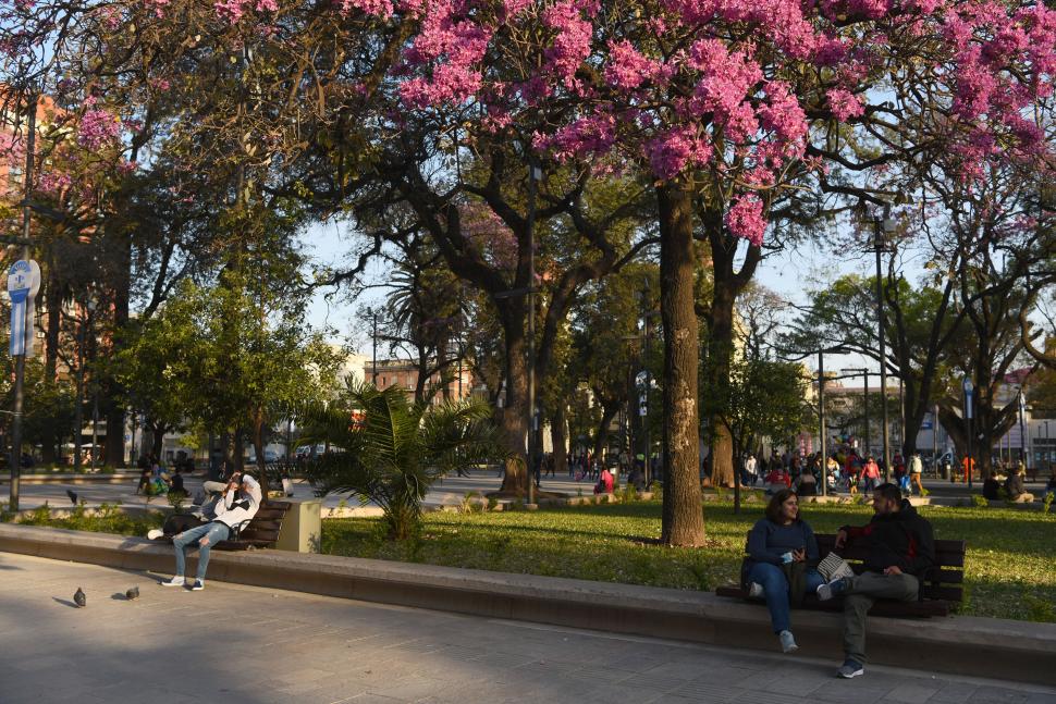 FLORECER. Los lapachos rosados se anticipan a la primavera y ya le dan su color característico a la plaza Independencia.  