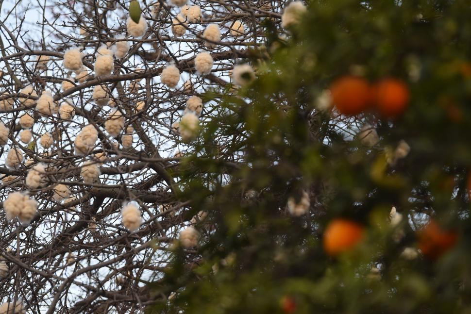 COLORES. Palos borrachos y naranjos también comenzaron a dar sus frutos en la provincia y ya decoran las calles de la ciudad.  