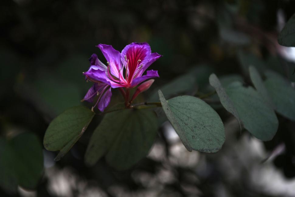FLOR. Una bauhinia abre sus pétalos y despliega una gama de púrpuras. Con su color acompaña a los demás árboles de la capital que empiezan a florecer.  