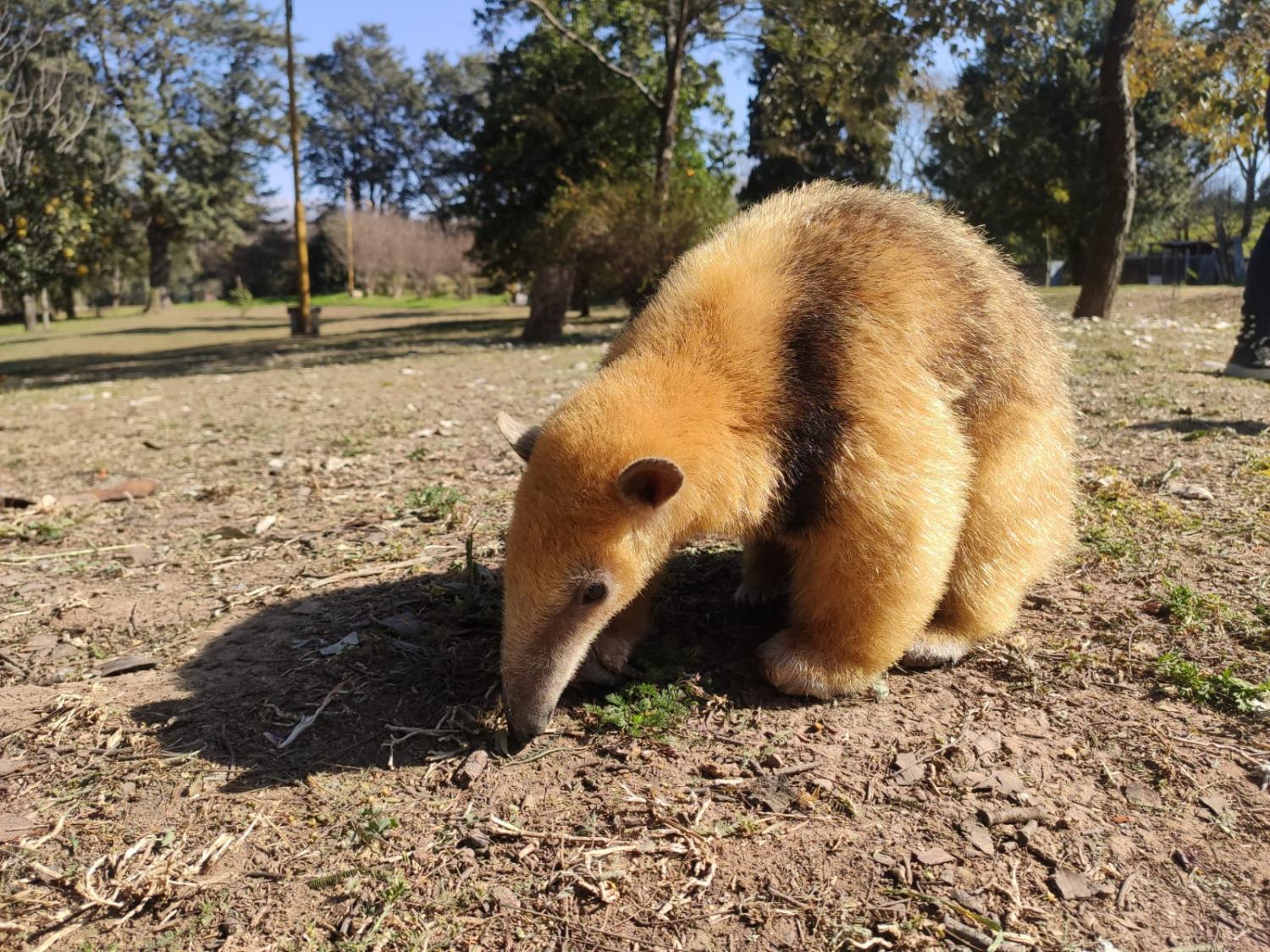 Animales silvestres: cada vez más familias los eligen para domesticarlos: estos son los peligros