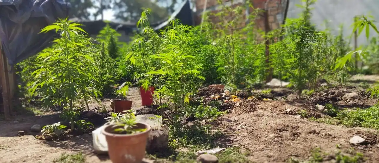 Una persecución finalizó en una casa donde había más 100 plantas de marihuana