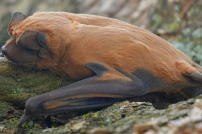 Identificaron una nueva especie de murciélago en una provincia argentina