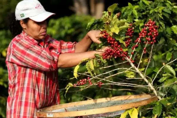Brasil cosechó un 20% menos de café