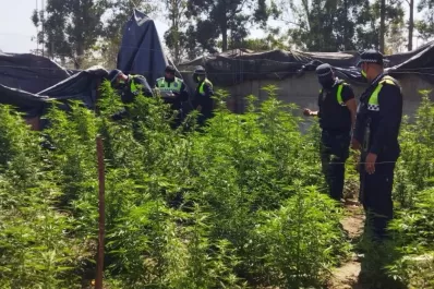 En cuatro días secuestraron unas 230 plantas de marihuana