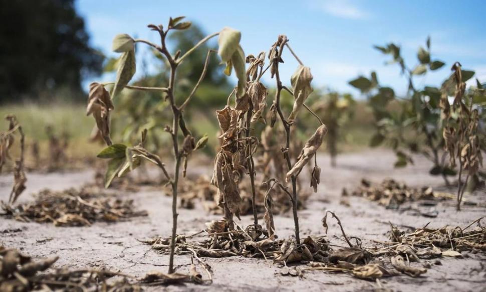EN 2020. En un mes del año pasado, la sequía “comió” 3,5 millones de toneladas de soja. LA GACETA