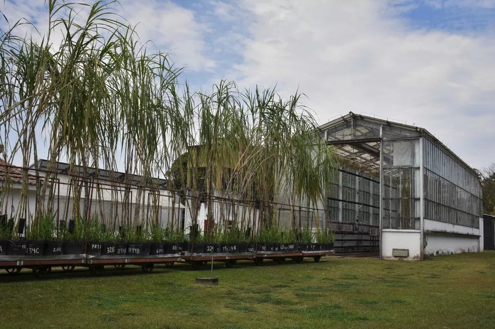 Industria azucarera: la Chacra Experimental Santa Rosa cumple 70 años